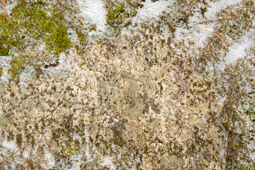 Granite textured wall with green moss and snow. Copy space. Concept for winter background, Christmas, New Year.