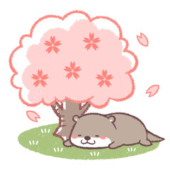 Fototapeta premium サクラとカワウソ