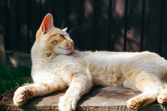 A ginger cat is relaxing in the shade of a summer garden on a large tree stump. Lazy cat. Close-up photo.