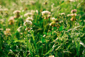 Green grass lawn with white clover flowers. The grass is covered with morning dew.