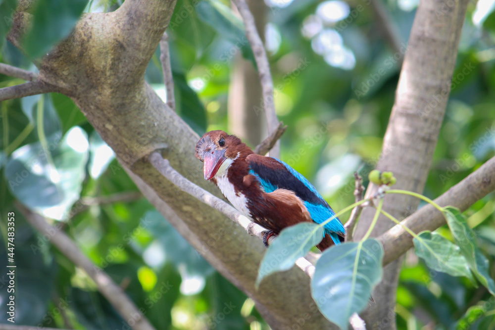 Poster Common Kingfisher bird on a branch of a tree