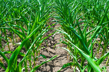 Young green sprouts of maize plant cultivated in field. Concept of agriculture and the cultivation of food and animal feed.