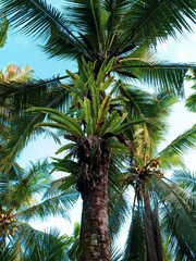 Asplenium nidus (Bird's-nest fern) plant that lives on coconut tree trunks