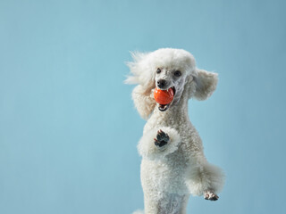 Funny active dog jumping with ball. happy small poodle on pink background