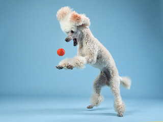 Funny active dog jumping with ball. happy small poodle on pink background
