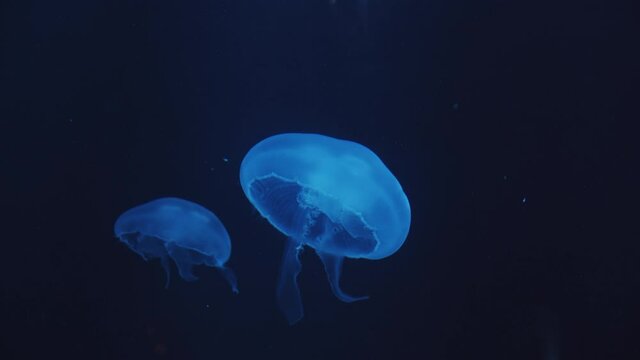 Group of blue colored glowing jellyfish swimming upward in dark underwater in the aquarium with closed bell leaving behind sting