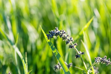 Fresh spring grass color and flowers after rain