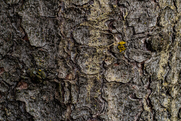 bark of a tree