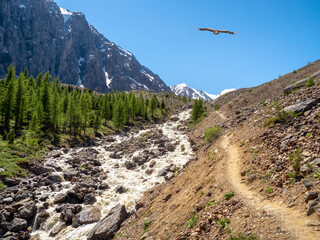 Stormy mountain river flows down from the hill. Beautiful alpine landscape with in fast river....