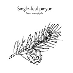 Single-leaf pinyon Pinus monophylla , state tree of Nevada © foxyliam