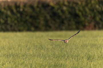 Long-eared Owl Asio otus in hunting flight