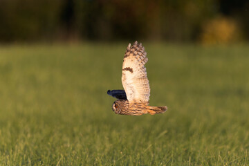 Long-eared Owl Asio otus in hunting flight