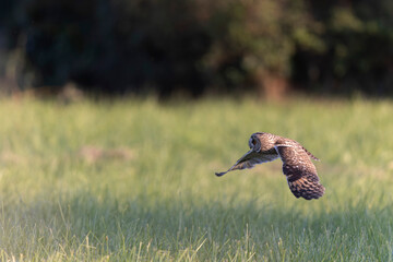 Long-eared Owl Asio otus in hunting flight