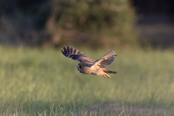 Long-eared Owl Asio otus in hunting flight