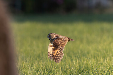Long-eared Owl Asio otus in hunting flight