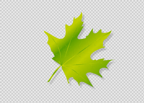 Autumn Leaf Isolated on white background. Vector Yellow leaf.