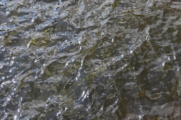 Wavy surface of muddy river water. Long green algae are visible at the bottom