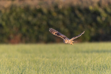 Long-eared Owl Asio otus in hunting flight