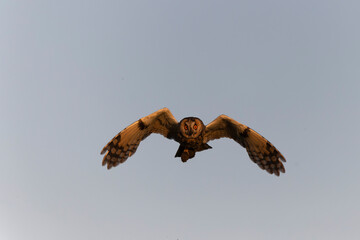 Long-eared Owl Asio otus in hunting flight