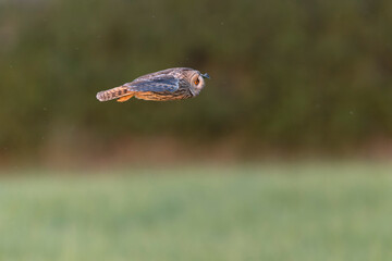 Long-eared Owl Asio otus in hunting flight