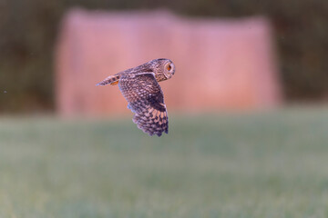 Long-eared Owl Asio otus in hunting flight