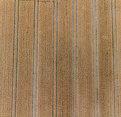 Luftbildaufnahme von einem Weizenfeld