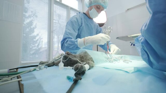 Veterinarian surgeons in operating room doing cat neutering
