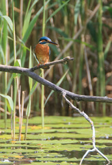 A Common Kingfisher (alcedo atthis) in the Reed - Heilbronn, Germany