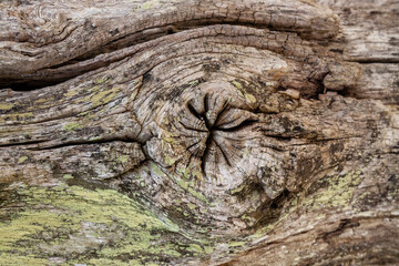 Old grunge dark textured wooden background The surface of the old brown wood texture. Stump structure.