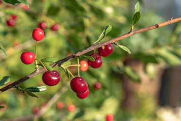 When the cherries were still green, it was damaged by hail, and the rest of the berries ripened deformed.