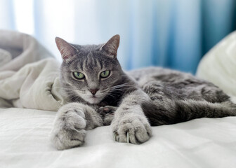 Fototapeta na wymiar A beautiful gray cat is lying on the owner's bed, comfortably settled, with its paws outstretched
