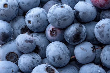 A lot of harvested blueberry fruits