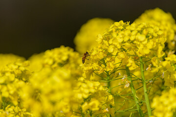 Blooming canola flowers and honey bee