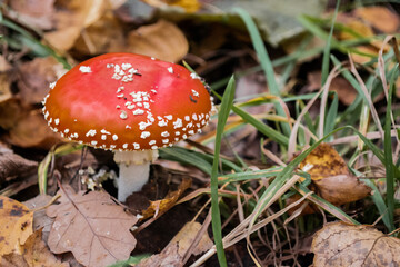 A beautiful red-orange fly agaric with white spots grows in yellow-green grass with autumn leaves in the park. Copy space