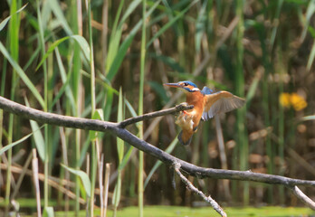 A Common Kingfisher (alcedo atthis) in the Reed - Heilbronn, Germany