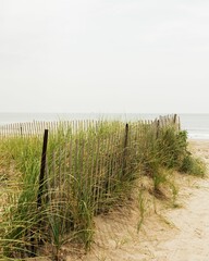 Fototapeta na wymiar Sand dunes with fence and grasses in the Rockaways, Queens, New York City