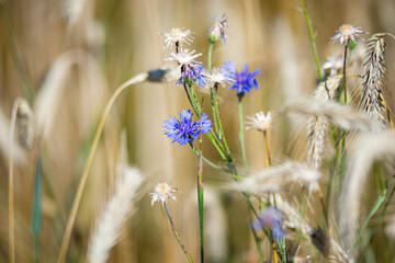 Blue cornflowers in the garden in a rye field. Summer background