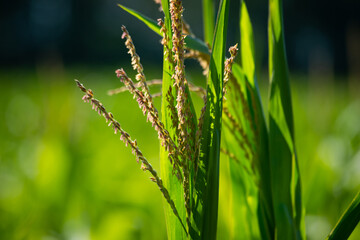 corn field have flowers crane view sun light in the morning