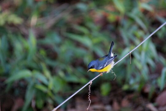 ave - mariquita - parula pitiayumi