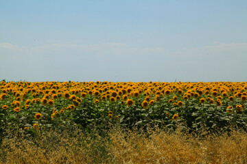 Obraz premium field of sunflowers at daytime