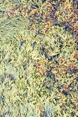 Brown seaweed in Norway. Retro filtered color style.