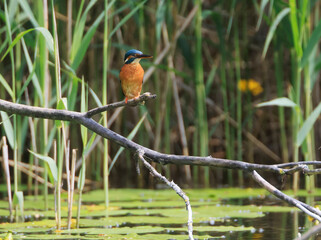 A Common Kingfisher (alcedo atthis) in the Reed - Heilbronn, Germany