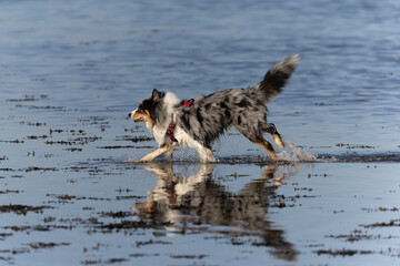 Australian Border Collie running in the sea or in portrait