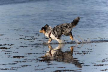 Australian Border Collie running in the sea or in portrait