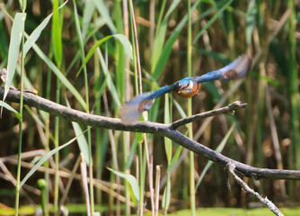 A Common Kingfisher (alcedo atthis) in the Reed - Heilbronn, Germany