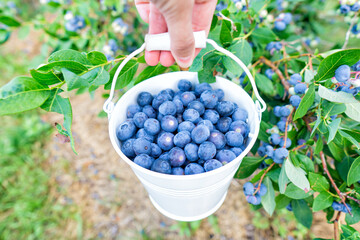 Bucket of blueberries in the field