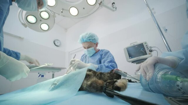 Veterinarian surgeons in operating room doing cat neutering