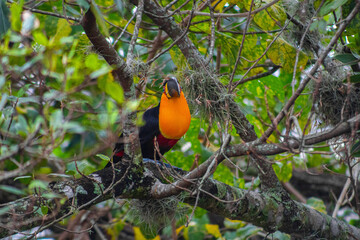 Wild Bird Animal Jungle Tropical Rain Forest