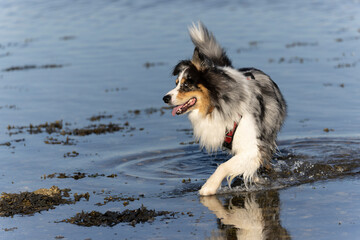 Australian Border Collie running in the sea or in portrait