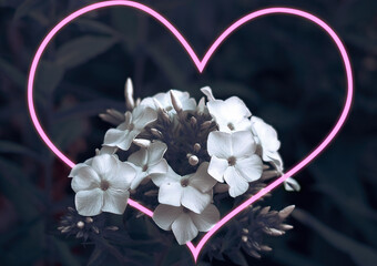 White phlox flowers, a bouquet of white flowers, phlox on a dark background. Pink heart passes through white flowers